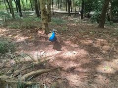 -合肥野生动物园
