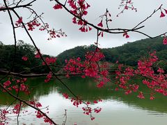 -广州市石门国家森林公园