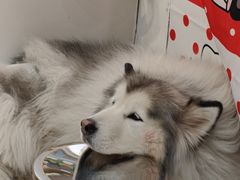 -汪说·狗咖·拼豆·宠物周边DIY(旺城大厦店)