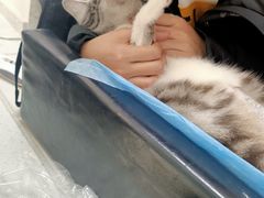 -瑞派雷欧宠物医院·中兽医·眼科·急重症转诊中心(黄台店)