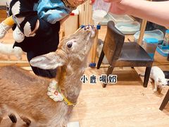 -猫色咖啡·猫咖