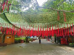-西双版纳原始森林公园