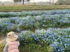-花开海上生态园