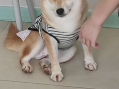 -怪兽屋·羊驼·猫咖·狗咖(俊华广场店)