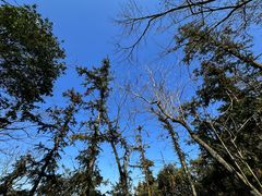 -云碧峰国家森林公园