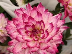 -双季花艺园艺市场(浦东店)