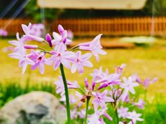 -莲花山公园
