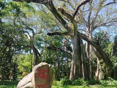 -瑞丽独树成林风景区