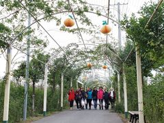 -上海长兴岛郊野公园