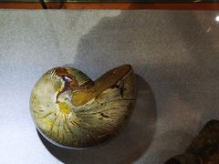 -河南自然博物馆