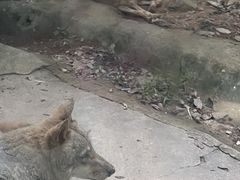 -深圳野生动物园