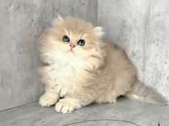 -小猫来了·猫舍(红山六九七九店)