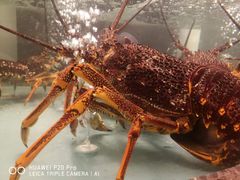 -甄御•海鲜新青岛菜(麦岛店)