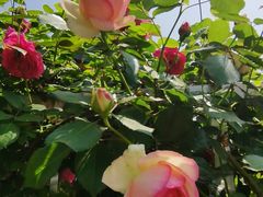 -玄武湖景区-情侣园游乐场