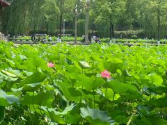 -四川大学(望江校区)