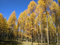 -塞罕坝国家级自然保护区