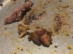 烤肥牛-汉巴味德(大悦城店)