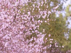 -八大山人梅湖景区