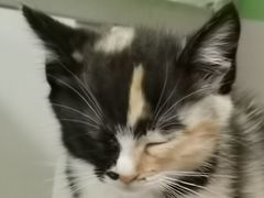 -东椰·海南椰子鸡火锅(朝阳门店)