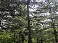 -黄椅山火山森林公园