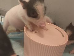 -浣熊柯尔鸭土拨鼠·电玩咖