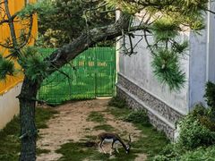 -西霞口神雕山野生动物世界