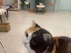 -安格丽娜·狗咖·猫咖羊驼咖(春熙路百盛商场店)