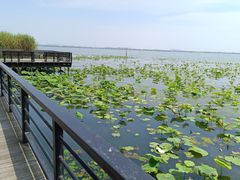 -莲花岛景区