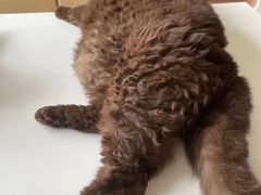 -Bastet sally猫舍购宠(静安店)