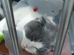 -佑安动物医院·全科·内窥镜中心(幸福巷店)