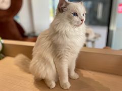 -瞄一喵猫咖(格力海岸店)