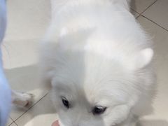 -怪兽屋·羊驼·猫咖·狗咖(俊华广场店)