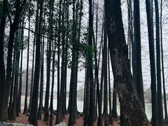 -东湖落雁景区