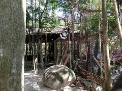-绿光森林餐厅