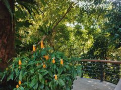 -深圳仙湖植物园