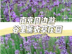 -大塘金香草谷