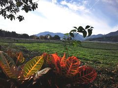 -龙坞茶村