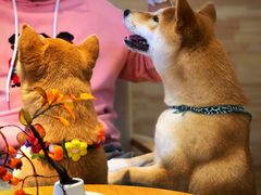 -柴犬小屋·柴餐厅·狗咖食堂(金鼎广场店)