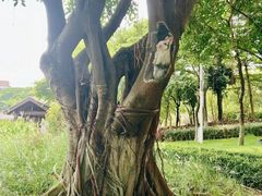 -映月湖公园