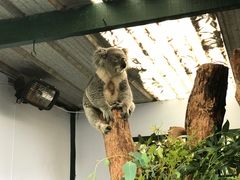 -费瑟代尔野生动物园