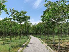 -西青郊野公园