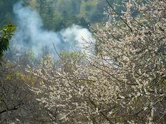 -广州市流溪河国家森林公园