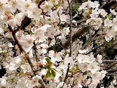 -同济大学(嘉定校区)