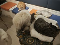 -平行世界·猫咖(首经贸店)