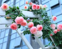 点击看大图 -OM瑜伽教练培训学院