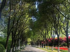 -上海鲜花港