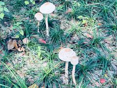 -金鸡湖桃花岛