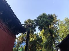 -洛阳白马寺