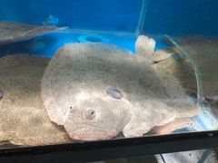 -盒马鲜生(曜一城店)