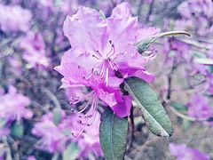 -黑龙江省森林植物园